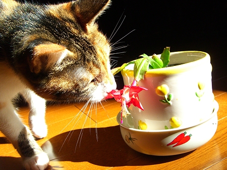 「花の匂いを嗅ぎ、うっとりとする猫」ということで。