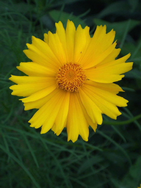 オオキンケイギク 大金鶏菊 写真共有サイト フォト蔵