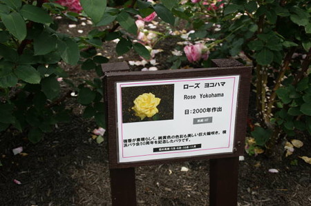 DSC03384
