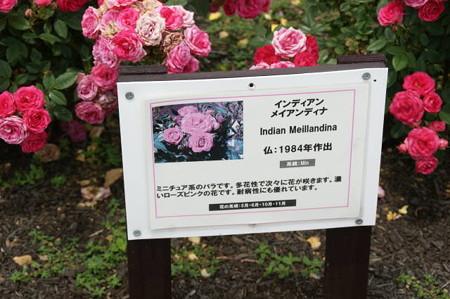 DSC03389