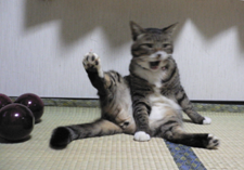 しましま０６（とれーにんぐもきっちり）