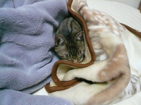 みかんの巣こもり03