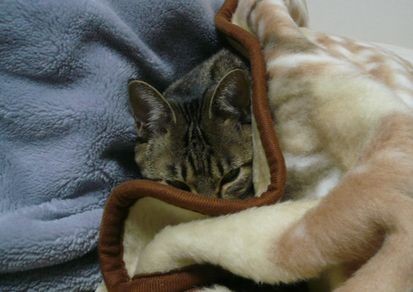 みかんの巣こもり04