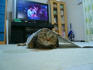 みーちゃんと新聞紙P1080444