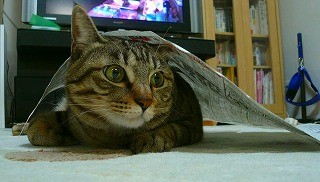 みーちゃんと新聞紙P1080434