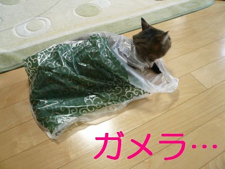 ガメラ