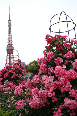薔薇と東京タワー