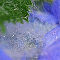 Photos: 夢八仙