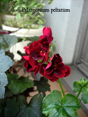 20080716_03