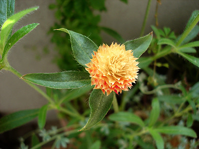 20080720_03