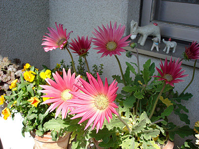 DSC07336