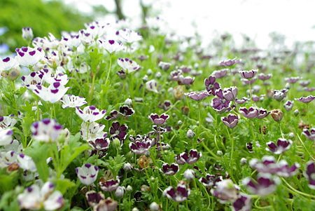 IMGP0599