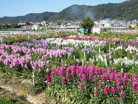 花摘み
