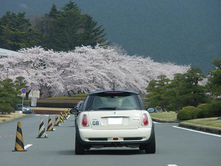 富士霊園の桜