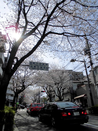 かむろ坂(禿坂)_さくら・花見-04