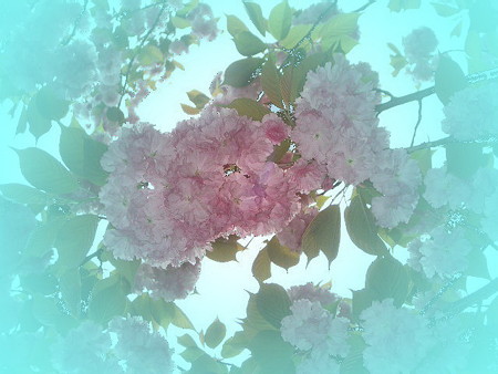 islands of flowers in ニライカナイ-08b