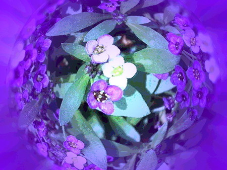 islands of flowers in ニライカナイ-04c