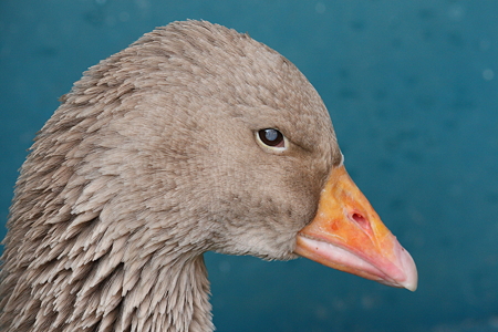 青き瞳の鳥