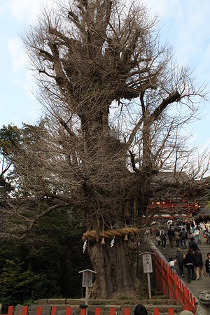 大銀杏@鶴岡八幡宮