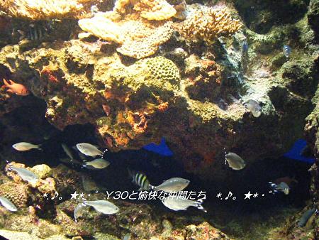 DSCF2428_pa