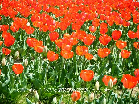 DSCF8077_pa