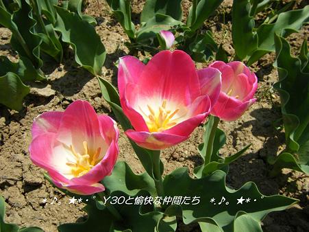 DSCF8055_pa