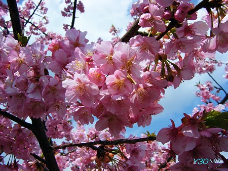 DSCF6221_P