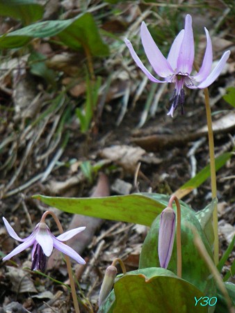 DSCF6363-01P