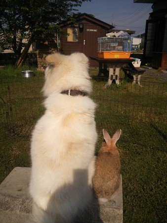 2014 ＧＷ うさぎと犬 2