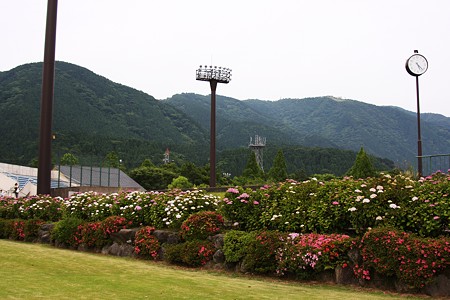 グラウンドと紫陽花とサツキ