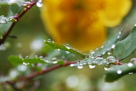 雨の滴(1)　ころころ (＠＾＾＠）