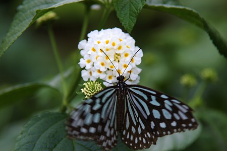 リュウキュウアサギマダラ　お花を独り占め！(＠_＠;)