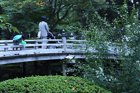 花見橋と白い萩　　お母さん、子供さんに気をつけて！(^^;))