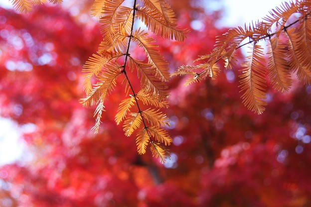 メタセコイアの葉とモミジ 秋色の饗宴 写真共有サイト フォト蔵