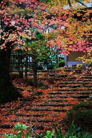 カラフルもみじ　永光寺　参道付近の東屋