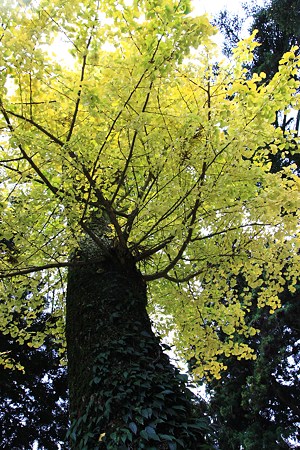 永光寺　イチョウの木