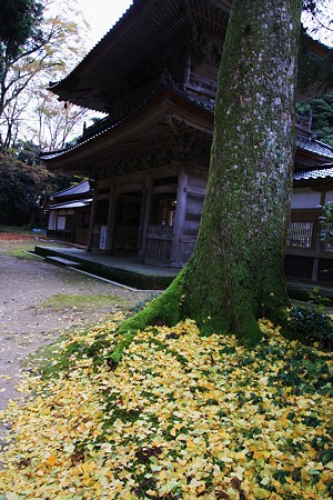 永光寺　イチョウの落葉