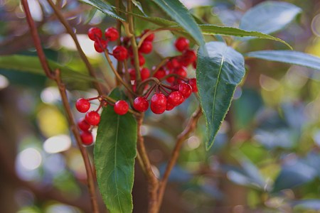 カラタチバナ　　紅い宝石 (#^.^#)