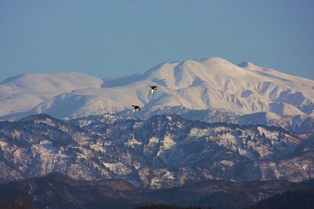 白山を背景に、カモさん空中散歩！(#^.^#)