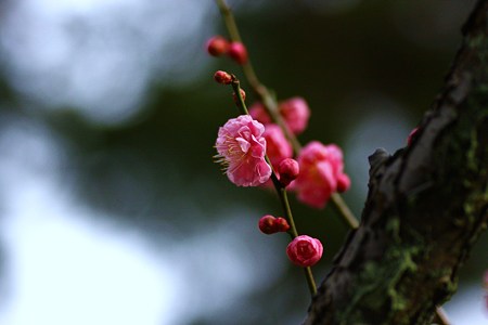 紅梅　老木から、春の兆し！