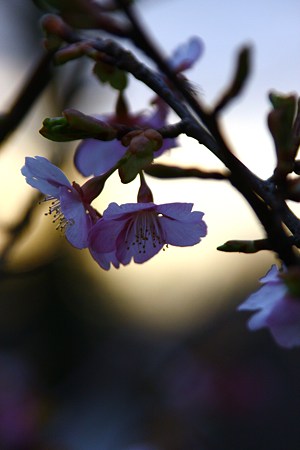 河津桜　夕暮れ時　シックに！