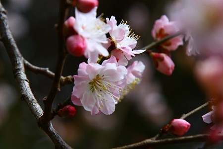 八重の梅　可憐に！