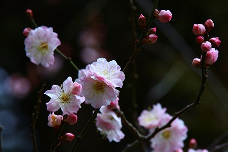 八重の梅　可愛く！　=*＾-＾*=にこっ♪