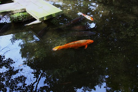 鯉　気持ちよく！