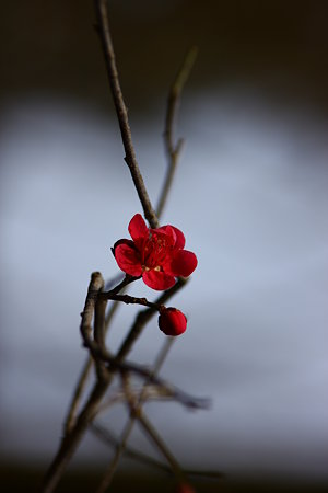 紅梅一輪