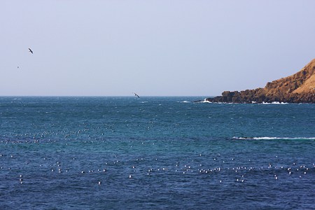 能登の海とカモメ　気持ちよく！ (#^.^#)