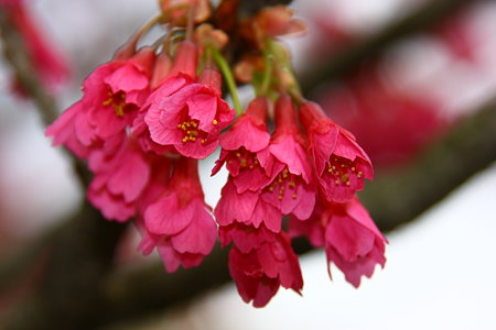 寒緋桜、鮮やかに開花！