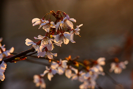 山桜　夕日を浴びて！