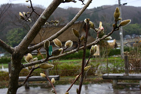 茅葺農家と春の芽ぶき