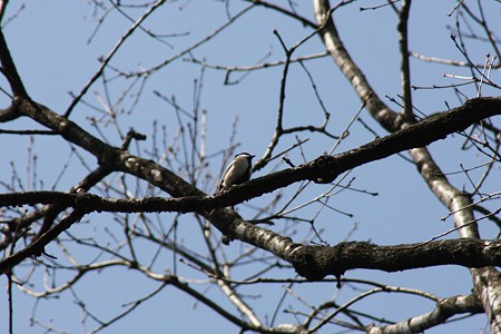 何の鳥かな？　シジュウカラのようでした。